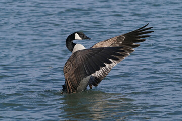 Canada Geese at harbour in early spring, one with damaged beak, flying, flapping, mating and after mating