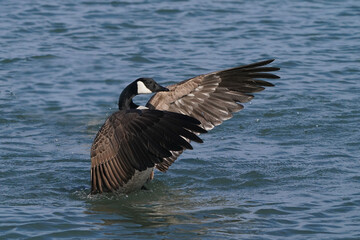 Canada Geese at harbour in early spring, one with damaged beak, flying, flapping, mating and after mating