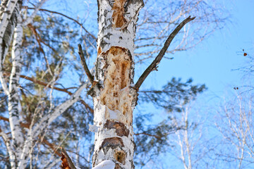 Fototapeta premium Tree work by black woodpecker, damaged old tree. The woodpecker gouged holes in the wood in search of food - insect larvae.