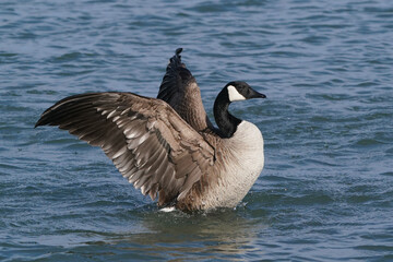 Canada Geese at harbour in early spring, one with damaged beak, flying, flapping, mating and after mating