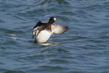 Female Greater Scaup on lake in early spring on bright sunny day flapping or preening