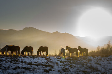 Fototapeta na wymiar horses in the fog in mongolia sunset behind 