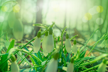 spring green blurred background with bright bokeh, meadow with flowers