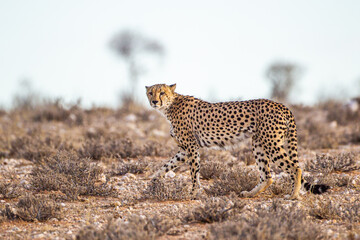 Naklejka premium Cheetah Male walking along the riverbed in the Kgalagadi Transfrontier Park
