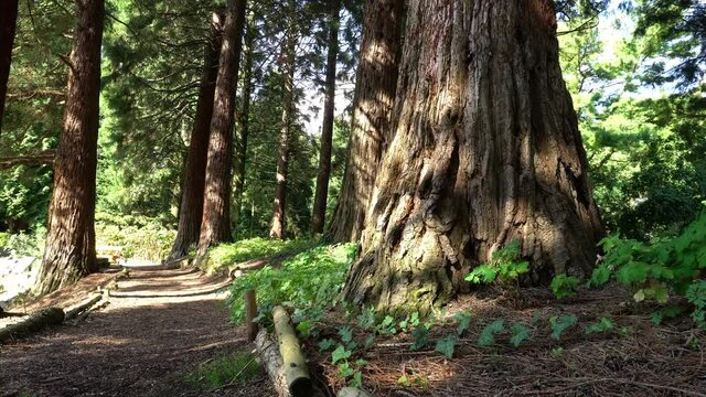 Giant Trees - Mammoth Trees in Summer Woods