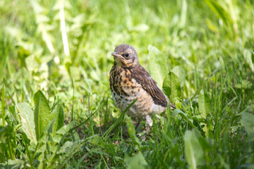 chick(Turdus pilaris) on green grass..