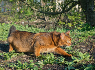 Naklejka na ściany i meble fluffy red cat sneaks in the grass (Somali breed)..