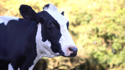 Obraz na płótnie Canvas Vaca de leite preta e branca no campo