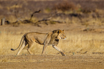 Black-maned lion of the Kalahari walking towards a waterhole