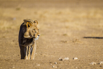 Black-maned lion of the Kalahari walking towards a waterhole