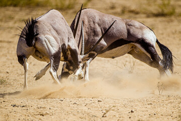 Gemsbok males fighting over a female