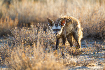 Bat-eared Fox mom and her cubs get some sun at the entrance to their burrow