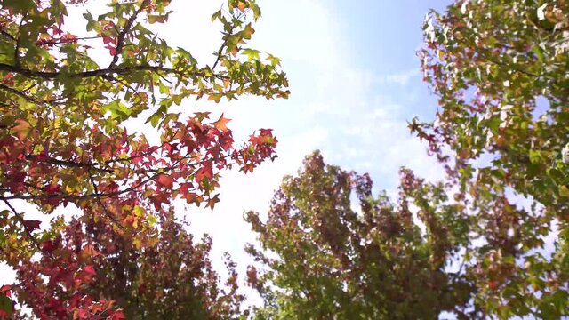 c&eacute;u azul com plantas em movimento com vento