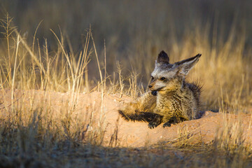 Bat-eared Fox mom and her cubs get some sun at the entrance to their burrow