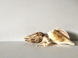 Seashells group of three against plain gray background