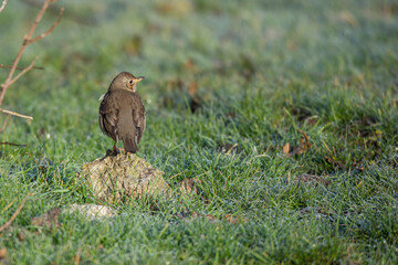 Thrush (Turdus philomelos) Snowfowl Song on green spring grass
