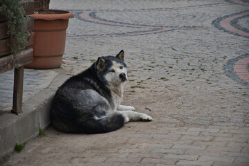 dog on the street