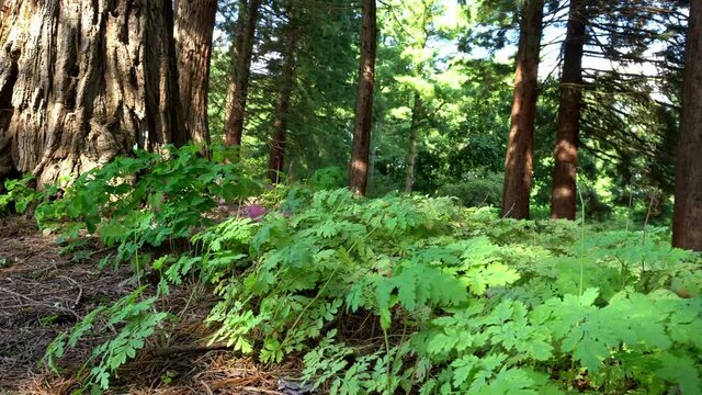 Giant Trees - Mammoth Trees in Summer Woods