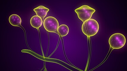 3d render of Mucor mucedo{fungi} heterothallism structure.