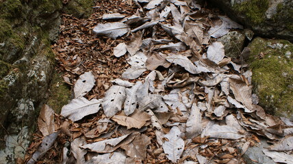 広葉樹の落ち葉