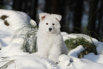 Chiot Berger Blanc Suisse dans la neige 