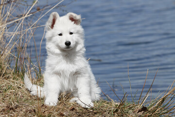 Obraz premium Chiot Berger Blanc Suisse au bord d'un lac