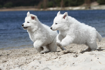 Obraz premium Deux chiots Berger Blanc Suisse tout mignon 