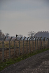 Fototapeta na wymiar crow on the wire