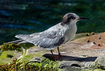 Arctic tern on the stone. Latin name – Sterna paradisea	