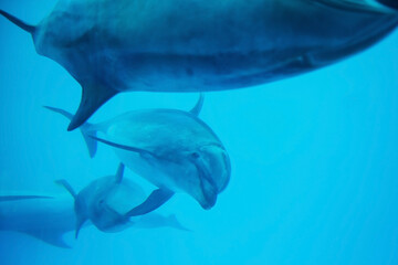 Obraz na płótnie Canvas adorable Sea dolphins swim at Nagoya aquarium