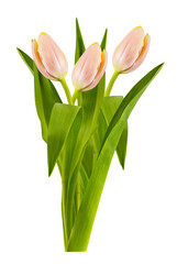 Tulips flower isolated on white background with clipping path