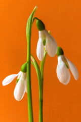 Snowdrops on an orange, isolated background.