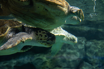 sea turtle swimming in Nagoya aquarium