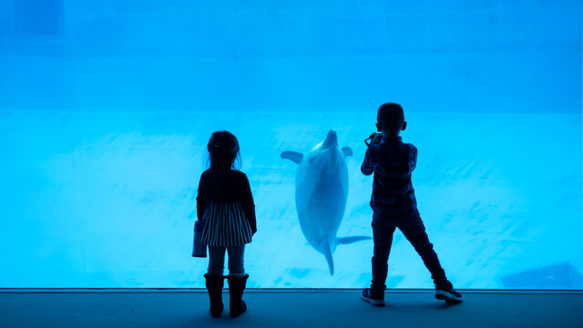 brother and sister watch and picture dolphin in zoo