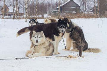 Husky dogs are tied up in winter waiting for a ride in a sledge