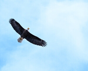 Naklejka premium Bald Eagle in flight looking down at camera. 