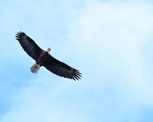 Bald Eagle in flight looking down at camera. 