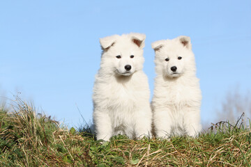 Deux chiots  Berger Blanc Suisse tout mignon 