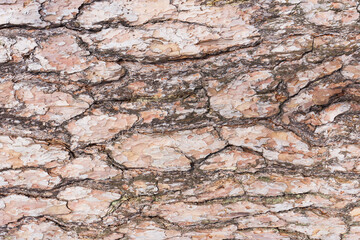 Oak bark texture. Tree bark background. Forest trunk pattern. Brown wood pattern. Natural tree bark background.