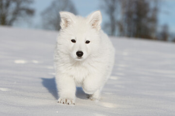 Chiot Berger Blanc Suisse dans la neige  © Dogs