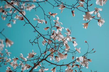 White flowers of the Magnolia tree in spring against a bright sky. Nice background for wallpaper, display, cover.
