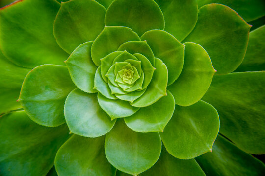 Irish Rose" Images  Browse 388 Stock Photos, Vectors, and Video | Adobe  Stock
