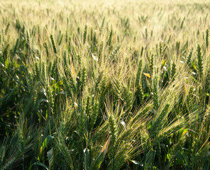 Green wheat field on a sunny day.
