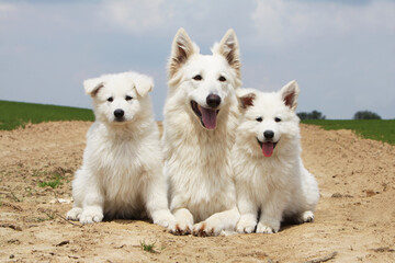 Fototapeta premium Famille Berger Blanc Suisse 