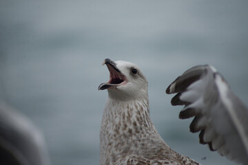 seagull in flight