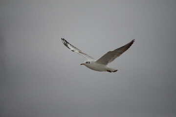 seagull flying in the sky