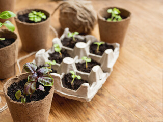 Basil seedlings in biodegradable pots on wooden table. Green plants in peat pots and seeds. Reuse of egg cartons. Copy space.