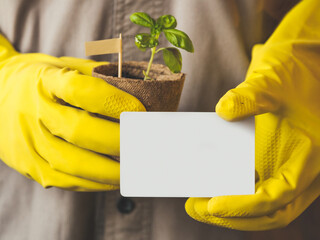 Man in gray robe and yellow rubber gloves holds white card with copy space and basil seedlings in...