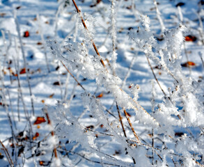 Frischer Raureif auf Zweigen in der Wintersonne