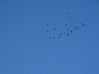 aves volando en grupo por el cielo azul apoyo diversidad inclusion